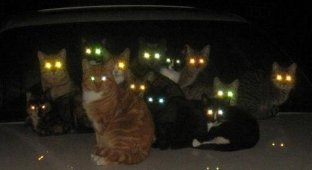 Hell's lights: why cats' eyes glow different colors (6 photos)