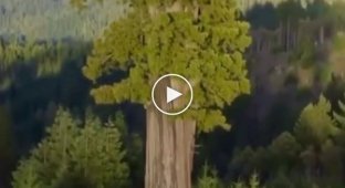 Гіперіон, 115 метрів, найвище дерево на планеті
