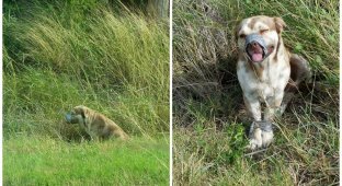 В канаве нашли живого пса со связанными лапами и скотчем вокруг морды (5 фото)