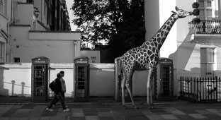 Фотограф выразил всю сущность толерантного общества в серии фото "Зоопарк на улицах" (18 фото)