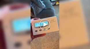 Внутри котов находятся маленькие ядерные реакторы