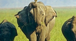 Слон и очень нефартовая ящерица (3 фото)