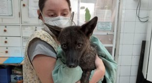 The world's first dog-fox hybrid was discovered in Brazil (2 photos + 1 video)