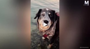 A dog dove into the water and unexpectedly became "one of the dolphins."