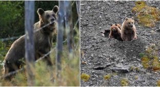 Медведи, которых считали вымершими, вновь появились в Испании (6 фото)