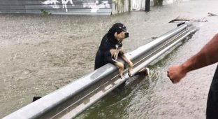 Photos of dogs abandoned by their owners during Hurricane Harvey (4 photos)