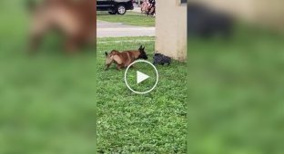 The dog was too afraid of this black guy