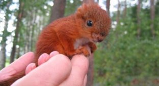 Saving a baby squirrel changed the life of the whole family (19 photos)