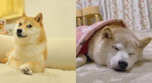 Dog-meme Doge is seriously ill and in serious condition (6 photos)