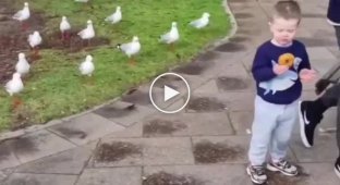 The boy was attacked by a flock of feathered robbers