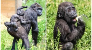 Чудесные фотографии детеныша гориллы из Бристольского зоопарка (5 фото)