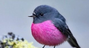Exotic birds with amazing plumage (19 photos)