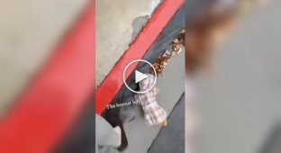 A dog found money on the street and cheered up his owner