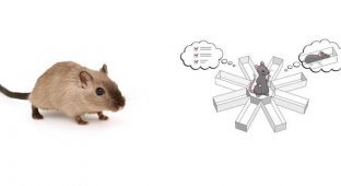 Ученые научились читать мысли крыс и предсказывать, куда они пойдут дальше (4 фото)