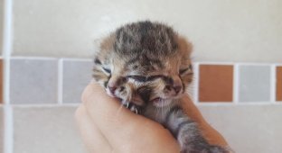 Бетти Би — новорожденная двуликая кошка-Янус (6 фото)