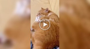 Ginger cat pissed off himself