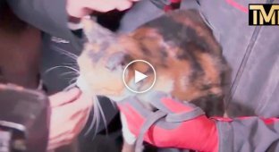 Служебный пес спас кошку, обнаружив её под завалами жилого дома в Турции