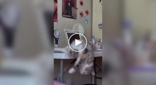 Кошачий тихий час