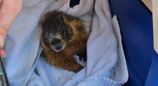 In the USA, a groundhog was removed from a car after hitchhiking for more than 700 km (2 photos + 1 video)