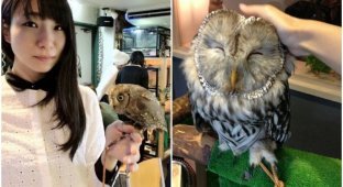 Owl cafes are gaining popularity in Japan (12 photos)