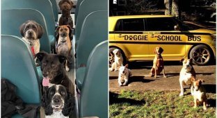В США собак возят в дневной приют на "школьных автобусах" (11 фото + 1 видео)