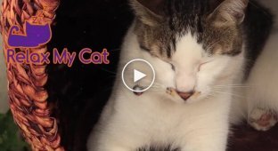 The musician created a video portal for animals that are often left alone