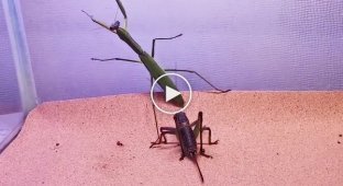MMA in insects