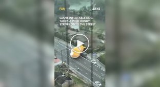 The cutest car accident. A huge corgi rolls down the road