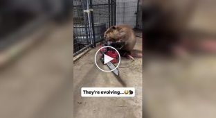 Beavers continue to evolve
