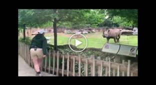 A rhinoceros at a zoo recognizes the woman who raised him