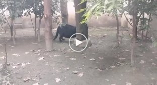 Netizens are worried about the health of a fat panther