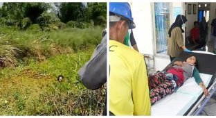 A crocodile dragged a woman into a swamp and was driven away with sticks for an hour and a half (7 photos + 1 video)