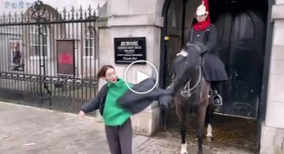 A royal guard stallion ruined a photo shoot and bit an impudent tourist