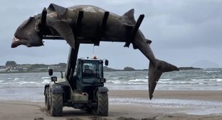 Семиметрову акулу знайшли на пляжі, її довелося піднімати трактором (5 фото)