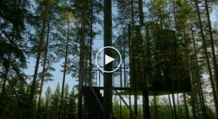 В Швеции сдают «невидимый» куб на дереве