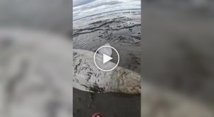 Men rescue a stranded beluga whale