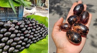 15 Extremely Rare But Edible Fruits You've Probably Never Heard Of (16 Photos)
