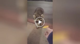 The raccoon was not happy with the chips