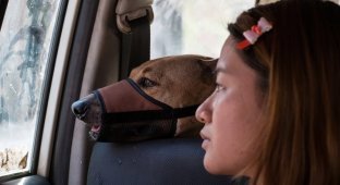 Трогательная история о девушке, которая спасает бездомных собак (21 фото)
