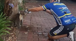 A cyclist stops to give a koala a drink (2 photos)