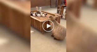 A capybara tries to infiltrate a flock of guinea pigs