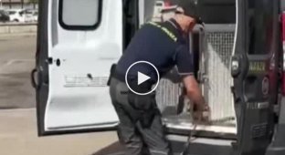 Ніс на 1 мільйон: італійський пес-коп унюхав гроші, які китаєць нелегально намагався вивезти з Італії