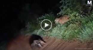 A Jaguar Attacks an Anteater at an Unexpected Moment