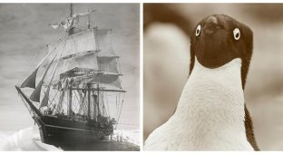 Рідкісні фотографії британських та австралійських антарктичних експедицій початку 20 століття (16 фото)