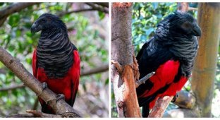 Попугай Дракула: самая готичная птица планеты (11 фото + 1 видео)