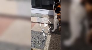 The video showed a line of fearless mice trying to get past the cat.