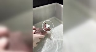 Броненосец полюбил водные процедуры