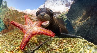 Самые впечатляющие работы конкурса подводной фотографии Underwater Photographer of the Year 2017 (26 фото)