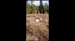 Hunter fights off cougar with gun