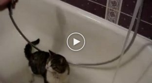 Как мыть кота